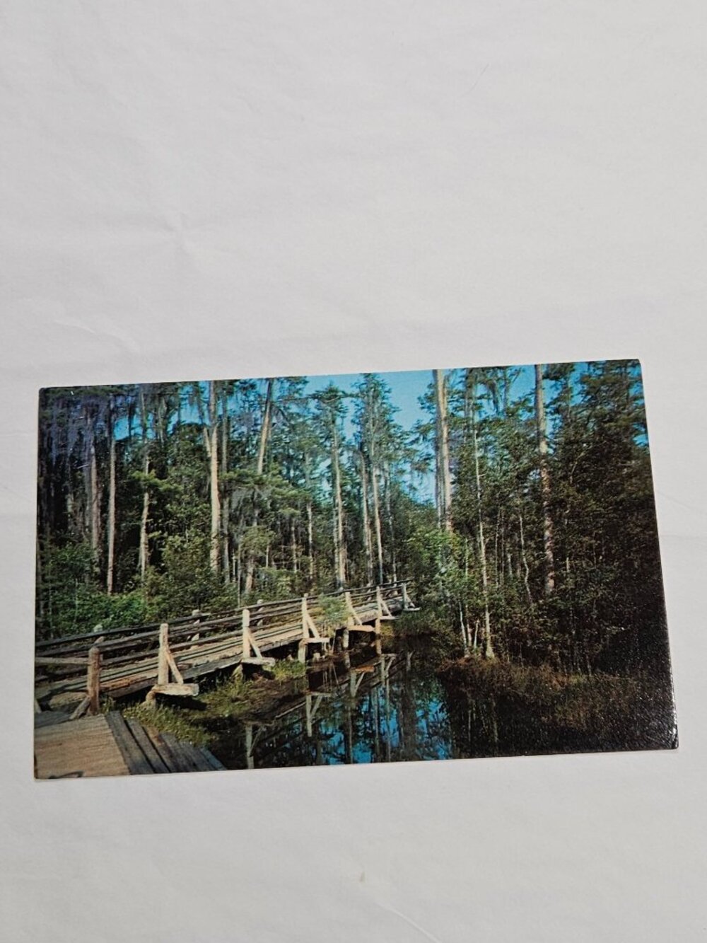 Okefenokee Swamp Park Waycross GA Wilderness Walk Postcard